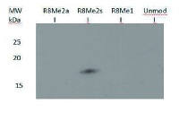 H3R8me2(sym) | H3 Histone 3 (sym-dimethylated Arg8) in the group Antibodies Plant/Algal / DNA/RNA/Cell Cycle / Plant Epigenetics/DNA methylation at Agrisera AB (Antibodies for research) (AS16 3178)